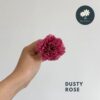 Dusty Rose