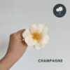 Champagne