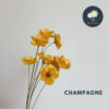 Champagne