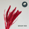 Bright Red