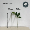 24cm No Leaves 10pcs