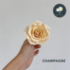 2pcs Champagne
