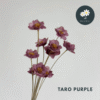 Taro Purple