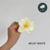 3pcs Milky White