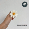 Milky White