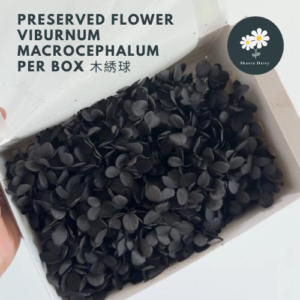 Per Box A级木绣球花 永生绣球 DIY 花材 Preserved Flower Viburnum Macrocephalum
