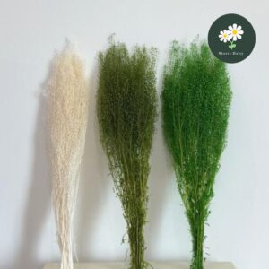 50g Preserved Green Fan Leaf/ Preserved Flower 永生花迷你翠扇